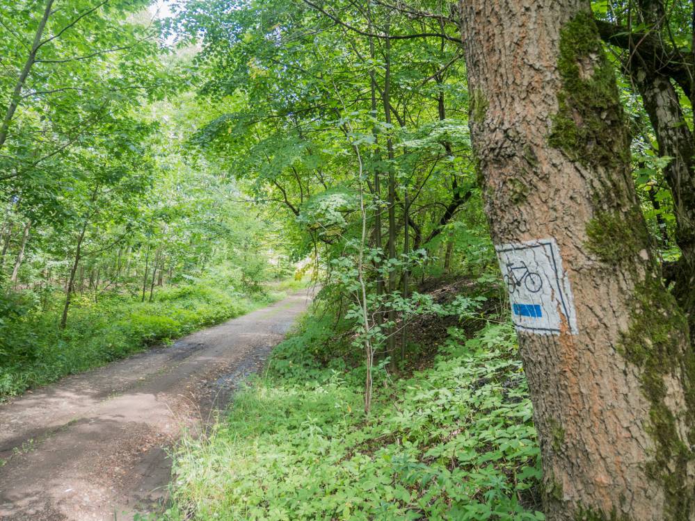 Szlak Lasu Zag&oacute;rskiego w Sosnowcu