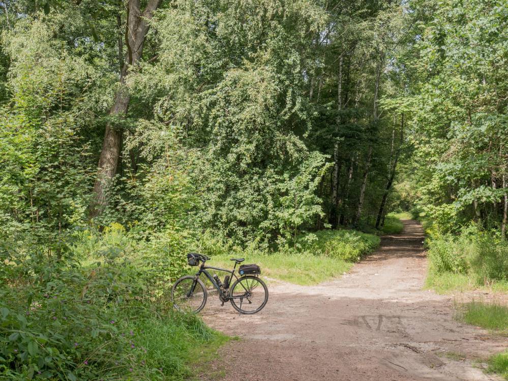 Szlak Lasu Zag&oacute;rskiego w Sosnowcu
