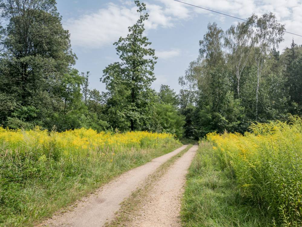 Szlak Lasu Zag&oacute;rskiego w Sosnowcu