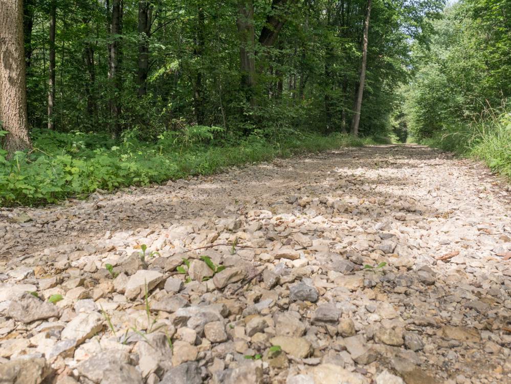 Szlak Lasu Zag&oacute;rskiego w Sosnowcu